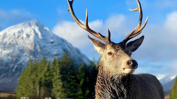 Chuyến đi trong ngày đến Cao nguyên Scotland, Hồ Loch Ness và Glencoe từ Edinburgh