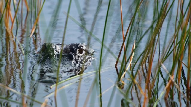 เหมาทัวร์: ทริปเรือแอร์โบ๊ทและผจญภัยสัตว์ป่าในเอเวอร์เกลดส์ รัฐฟลอริดา