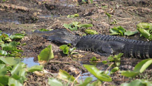 Einstündige Airboat-Fahrt in der Nähe von Orlando
