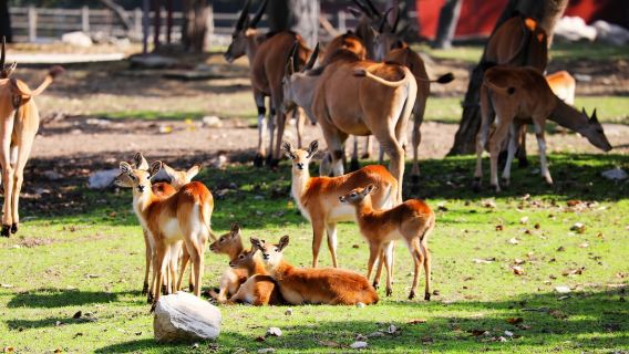 秦嶺野生動物園+秦嶺四寶科學公園一日遊【自由組合，小車出行】