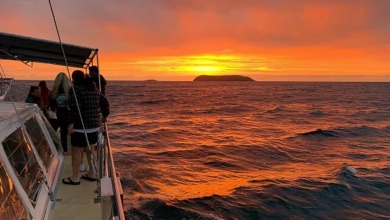 Nelson Bay: Whale and Dolphin Watching Catamaran Cruise