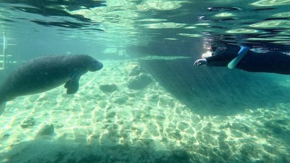 Río Cristal: Tour VIP en kayak y nado con manatíes