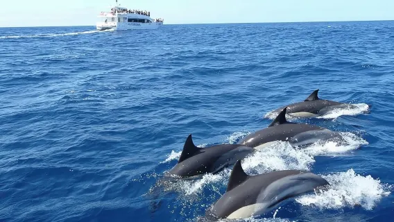 Mirissa Whale Watching, Tour A Once-in-a-Lifetime Experience