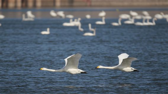 三門峽天鵝湖+地坑院+虢國博物館一日遊【獨立包車、上門接送】