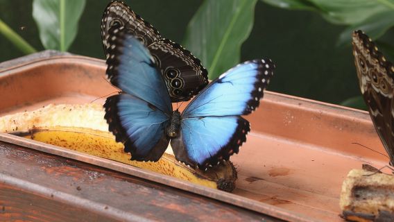 Jaco Beach: tour di mezza giornata nella foresta pluviale in funivia