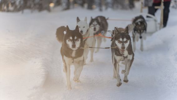 Snowy Trails 10km Husky Safari from Rovaniemi