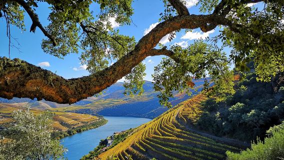 3-Hour Tour to Discover Pinhão - Moment of Discovery