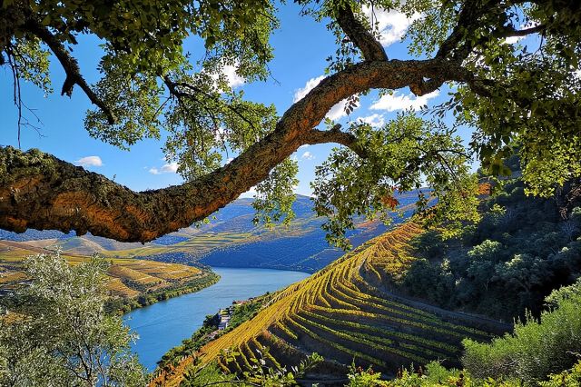 Excursion de 3 heures à la découverte de Pinhão - Un moment de découverte