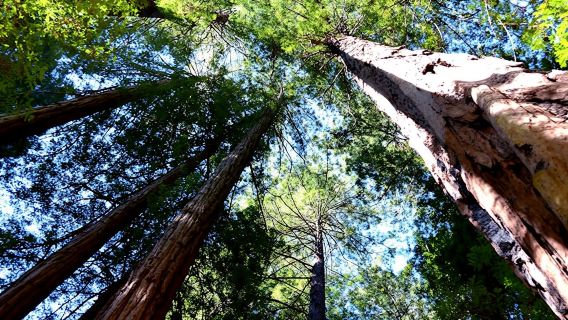 Redwoods and wine country escape from San Francisco