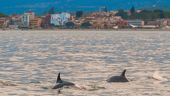 Tour in barca al tramonto di 2,5 ore alla ricerca dei delfini