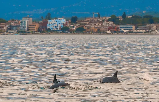 2.5小時日落遊船之旅搜尋海豚