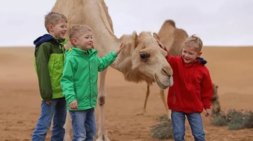 Dubai Morning Safari with 25 Mints Camel ride & Sand Boarding 3