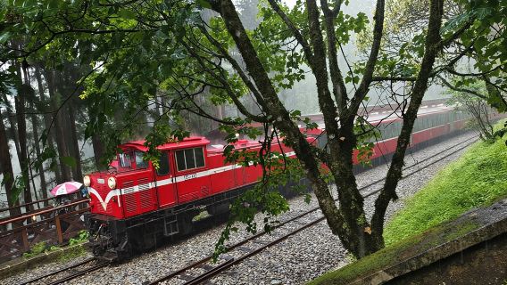 Excursión de un día a Alishan desde Taichung