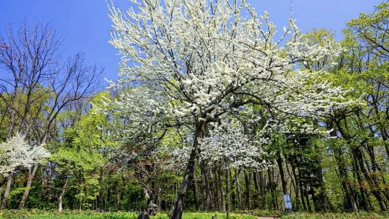日本小樽神威岬-黃金岬-小樽音樂盒堂【北海道中文專車】