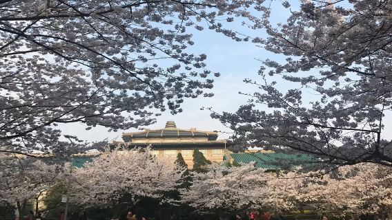 武漢大學之旅：入校/文博說導師導覽2H/拼團/私人導覽任選