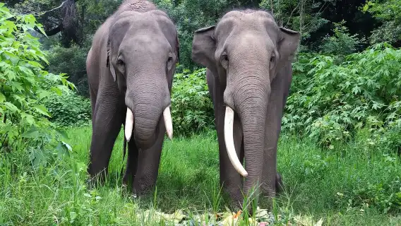 卡倫大象之家全日行程 – 與獲救大象同行、餵食及觀察