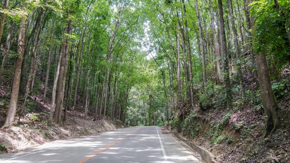Bohol IslandTours