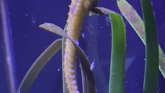 Zara: tour in motoscafo di 3 isole con delizia di frutta fresca