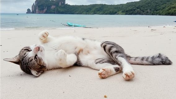 Phuket: gita di un giorno a Khai Nok, Khai Nai e all'isola di Khai Nui