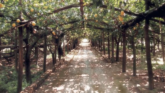 Esperienza del limone con dimostrazione del limoncello