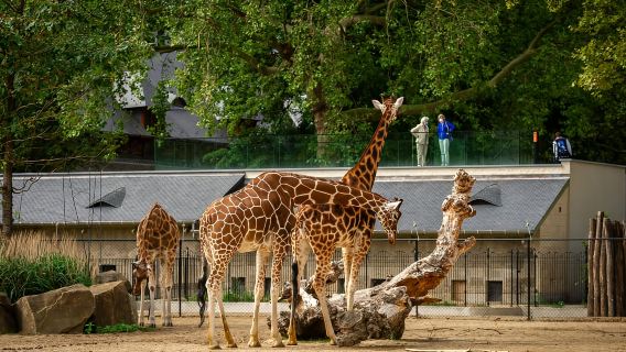 Antwerp ZOO Entry Ticket