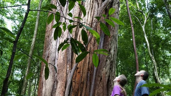 Tijuca National Park Waterfalls and Caves Tour