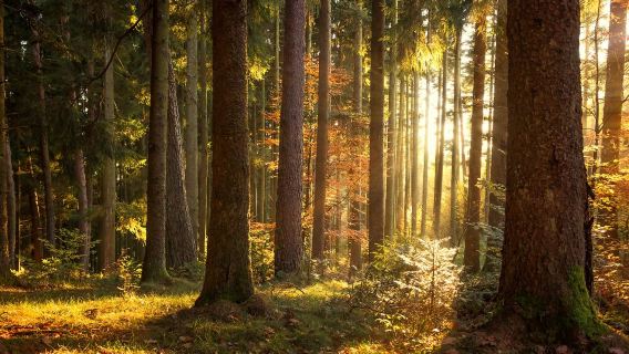 德國法蘭克福 黑林山+ 斯特拉斯堡大教堂-中文包車10小時遊