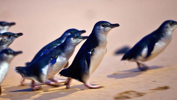 Phillip IslandTours