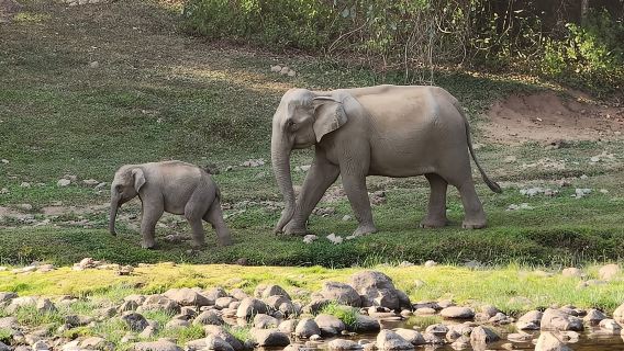 Tur kehidupan Desa Gajah Liar Anakulam (Oleh Info Munnar)