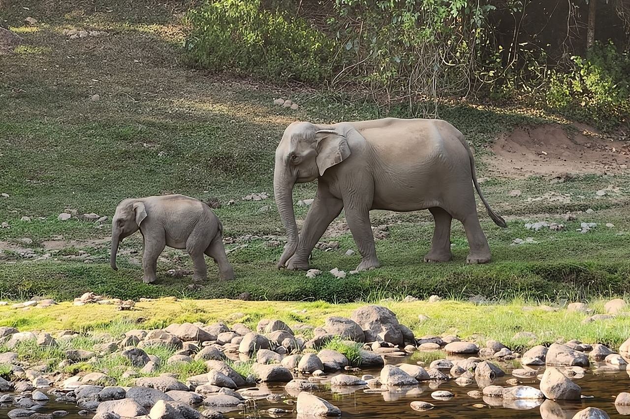 Anakulam Wild Elephant Village Tour (von Munnar Info)