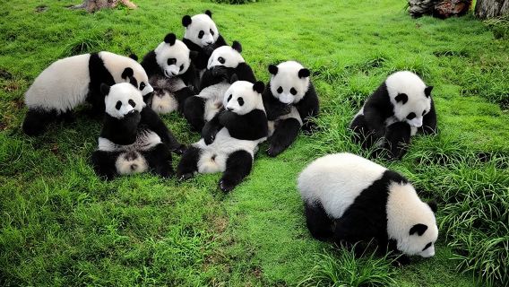 Chengdu Private Day Tour to Panda Base with Optional Volunteer