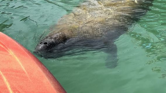 Manatee Discovery Anna Maria Island