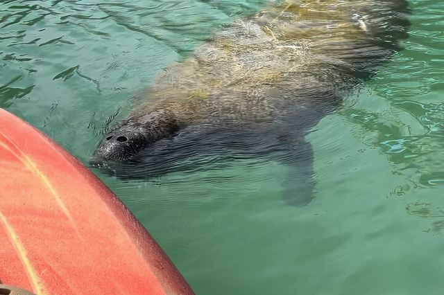 Manatee Discovery Anna Maria Island