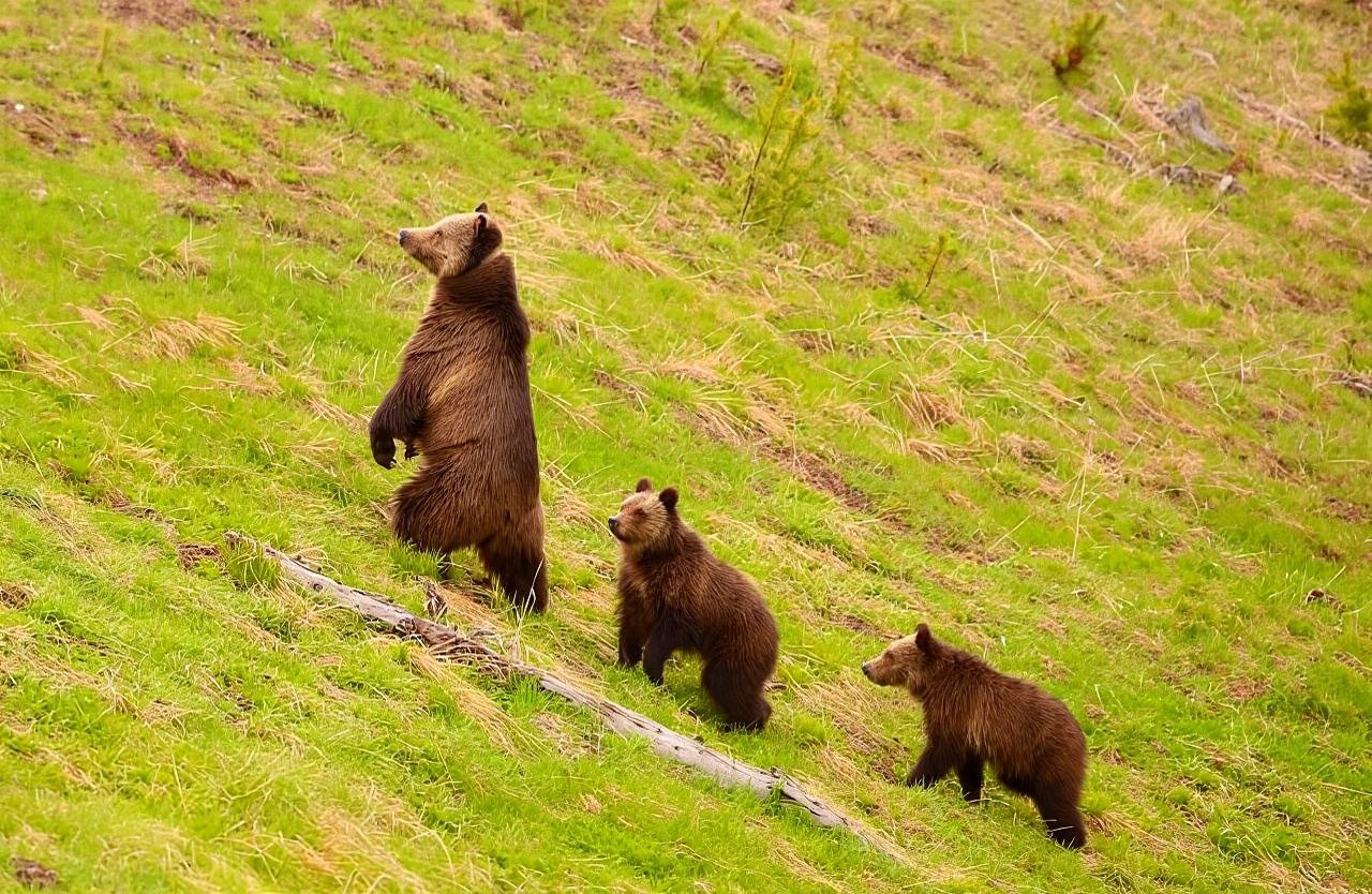 美國黃石國家公園猛獁温泉一日遊/行程可調-可訂製多日遊