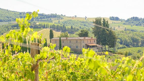 Half-Day Tour of Italy's Chianti Wine Region|Includes 2 winery visits and wine tastings|Morning and afternoon available