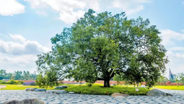 private group tour for 2 people or more, Qingxiu Mountain, Yongzhou Ancient City, Garden Expo Park, one-day tour, Nanning Fangchenggang, door-to-door pick-up