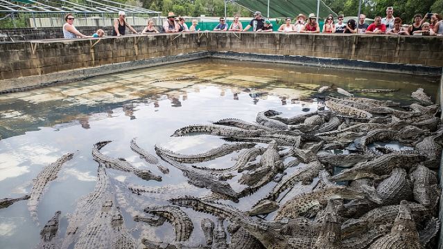 Excursión de un día a las Aventuras con Cocodrilos de Hartley desde Cairns