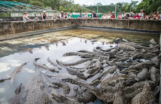 開恩茲出發：哈特利鱷魚探險公園一日遊