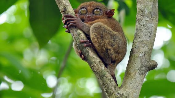 Bohol Chocolate Hills, Tarsier, croisière sur la rivière Loboc, dîner à la ferme apicole et observation des lucioles