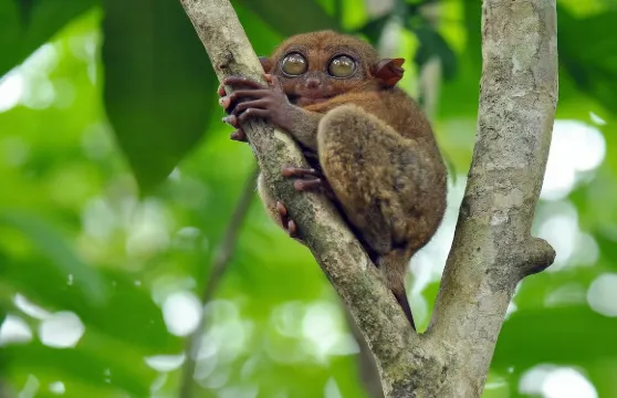 薄荷島巧克力山及眼鏡猴＆羅博河巡遊＋蜜蜂農場晚餐＋夜觀螢火蟲