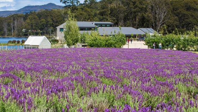 พอร์ตอาร์เทอร์และทิวทัศน์แทสมันพร้อมล่องเรือชมท่าเรือ