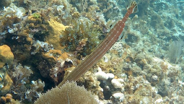 Incredible Negril Guided Snorkeling To Reef, Anchor, and Cannon