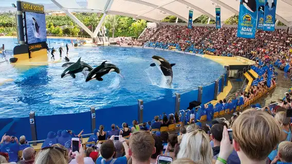 Siam Park & Loro Parque: Entry Ticket + Siam Park Transfer from North