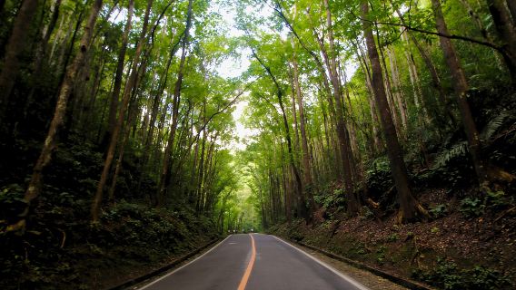 西南旅遊公司提供的薄荷島鄉村之旅