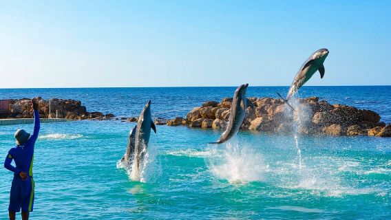 Montego Bay: Dolphin Cove Ocho Rios Day Trip with Transfers