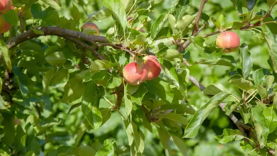 Maspalomas & Las Palmas: Artenara, Tamadaba & cider tasting