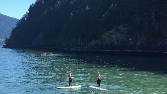 Vancouver : Excursion en kayak et observation des phoques le matin