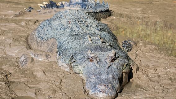 Darwin: Pelayaran Sungai Adelaide, Pengalaman Buaya Melompat