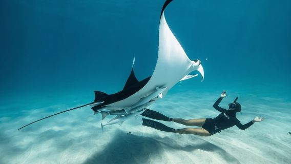 Insel Nusa Penida: Schnorcheltour am Manta Point und Westküstentour