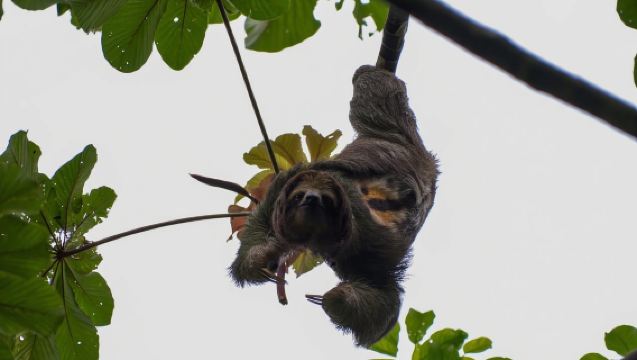 La Fortuna: Local Coffee Tour Experience